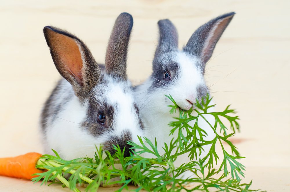 bonded bunnies eating together