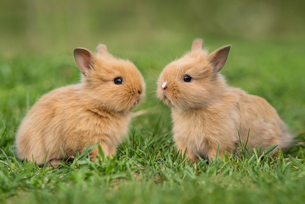 keeping females rabbits together