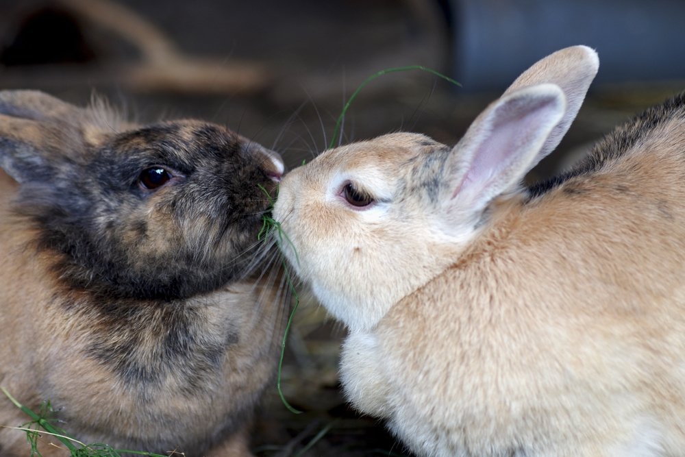 keeping females rabbits together