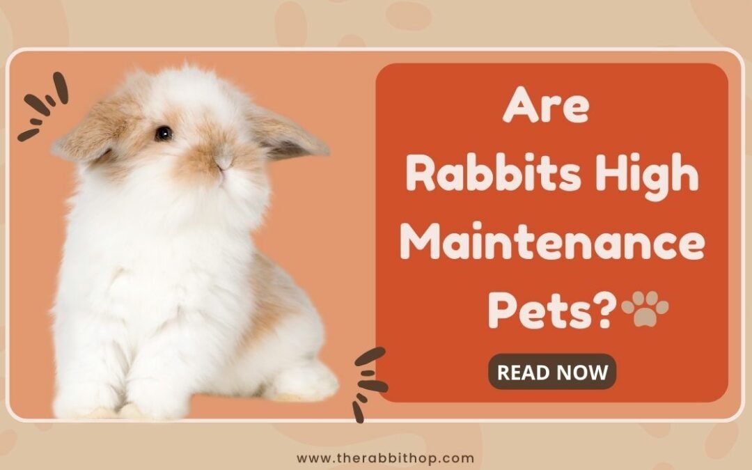 Are Rabbits High Maintenance Pets