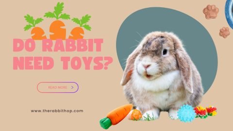 Do Rabbits Need Toys?