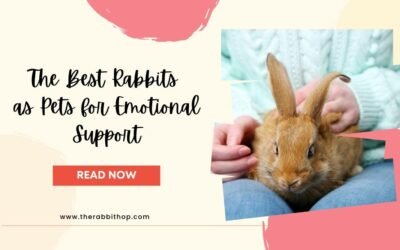 The Best Rabbits as Pets for Emotional Support