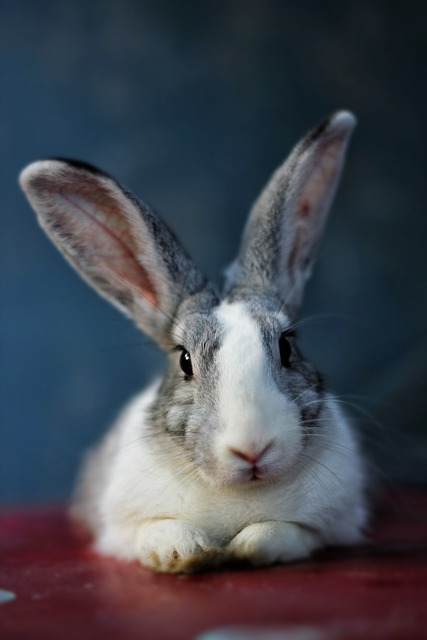 bunny, rabbit, animal