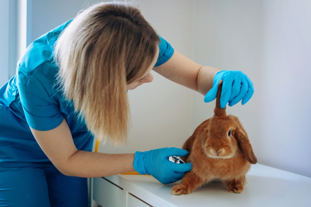 senior rabbit care, caring for senior rabbits
