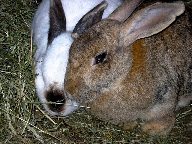rabbits, animals, nature