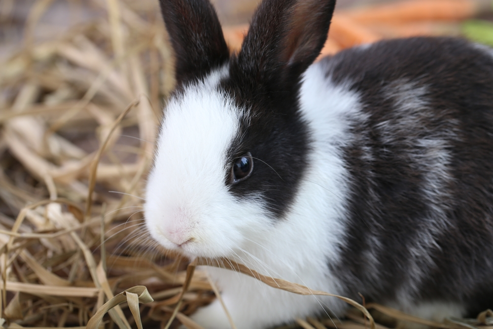 best rabbit bedding options best rabbit bedding options