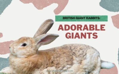 British Giant Rabbits: Adorable Giants
