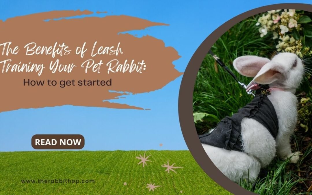 The Benefits of Leash Training Your Pet Rabbit and How to Get Started