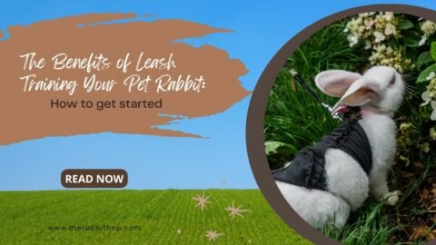 The Benefits of Leash Training Your Pet Rabbit How to get started