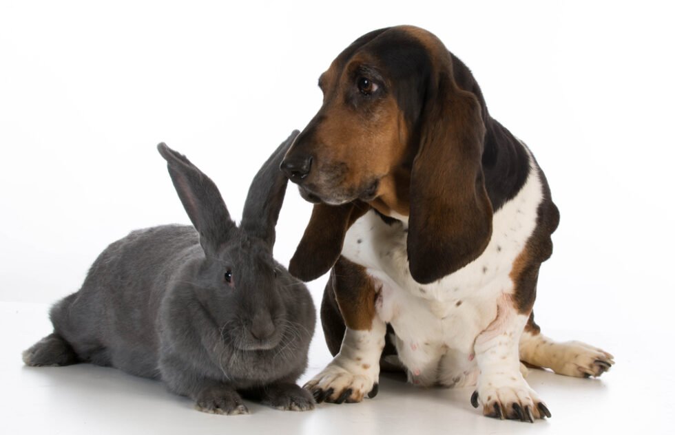 Top Giant Rabbit Breeds: Huge and Huggable! - The Rabbit Hop
