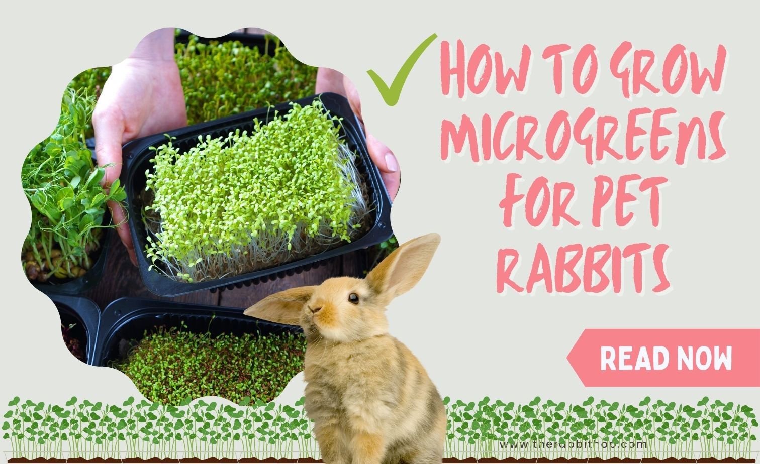 How to Grow Microgreens for Pet Rabbits The Rabbit Hop