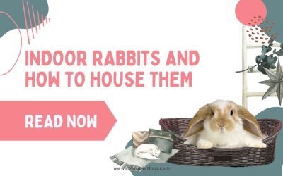 Indoor Rabbits and How to House Them