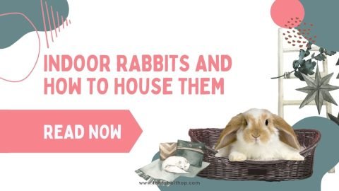 Indoor Rabbits and How to House Them