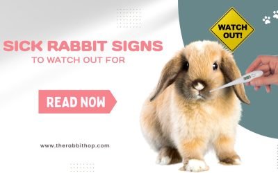 Sick Rabbit Signs to Watch Out For
