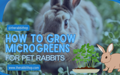 How to Grow Microgreens for Pet Rabbits