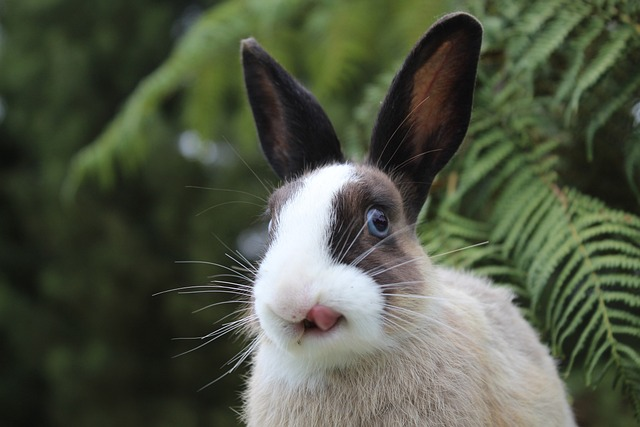 bunny, rabbit, lips