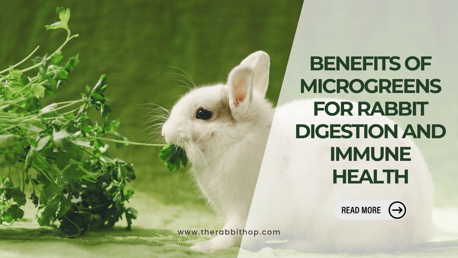 Benefits of Microgreens for Rabbits The Rabbit Hop