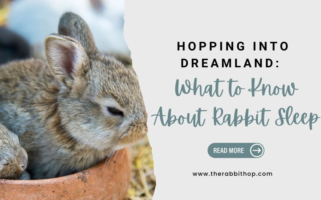 Hopping Into Dreamland: What to Know About Rabbit Sleep - The Rabbit Hop