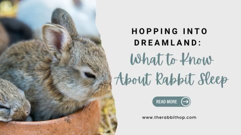 Hopping Into Dreamland What to Know About Rabbit Sleep