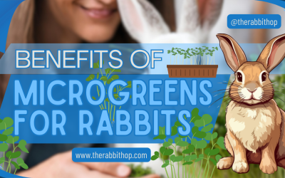 Benefits of Microgreens for Rabbits
