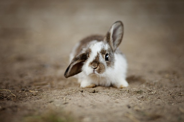 rabbits, ear, rabbit