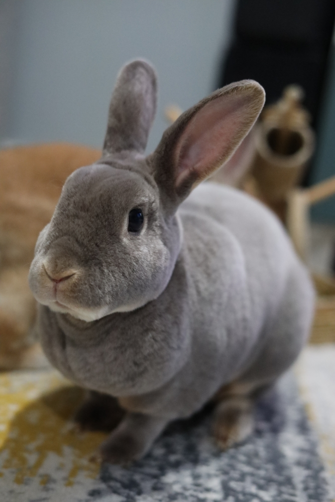 Mini Rex rabbits have more delicate feet