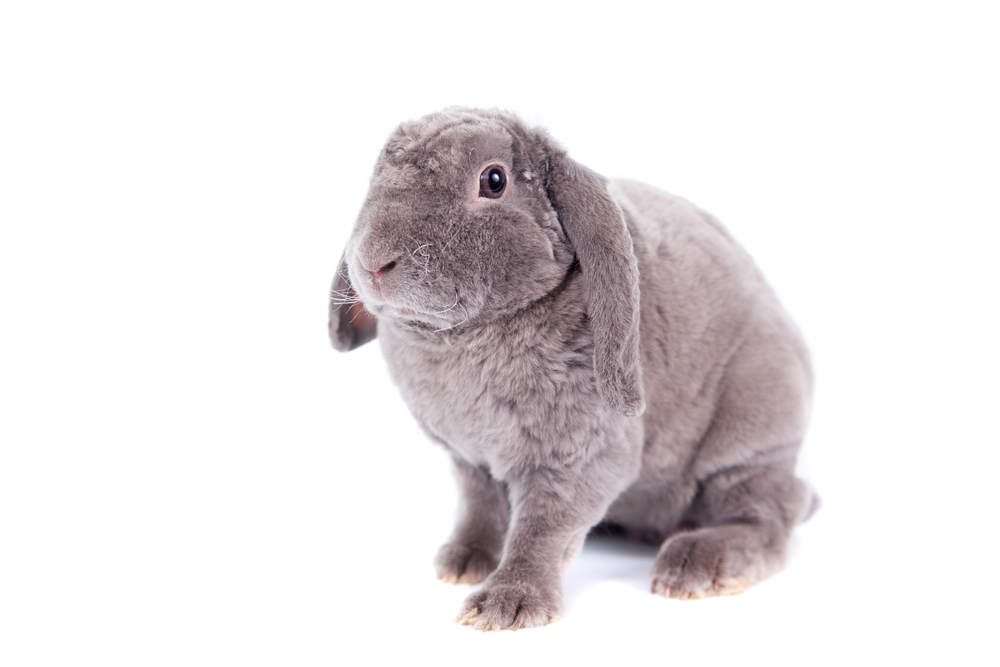 Holland Lop rabbits have more fur on their feet but still can have sore hocks