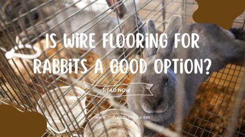Is Wire Flooring for Rabbits A Good Option?