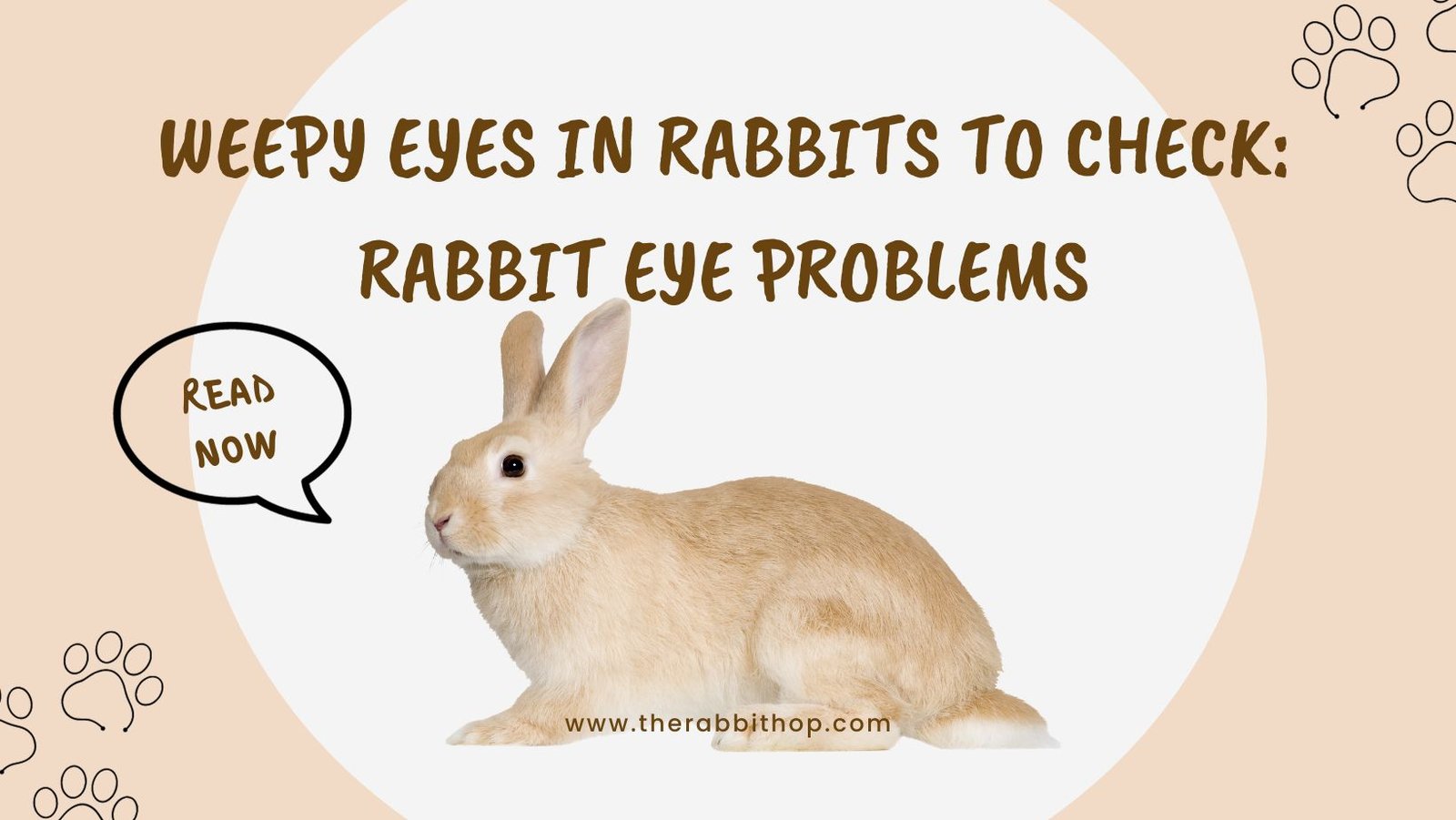 Weepy Eyes in Rabbits to Check Rabbit Eye Problems The Rabbit Hop