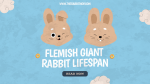Flemish Giant Rabbit Lifespan
