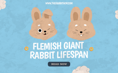Flemish Giant Rabbit Lifespan: Tips for a Healthy, Happy Bunny