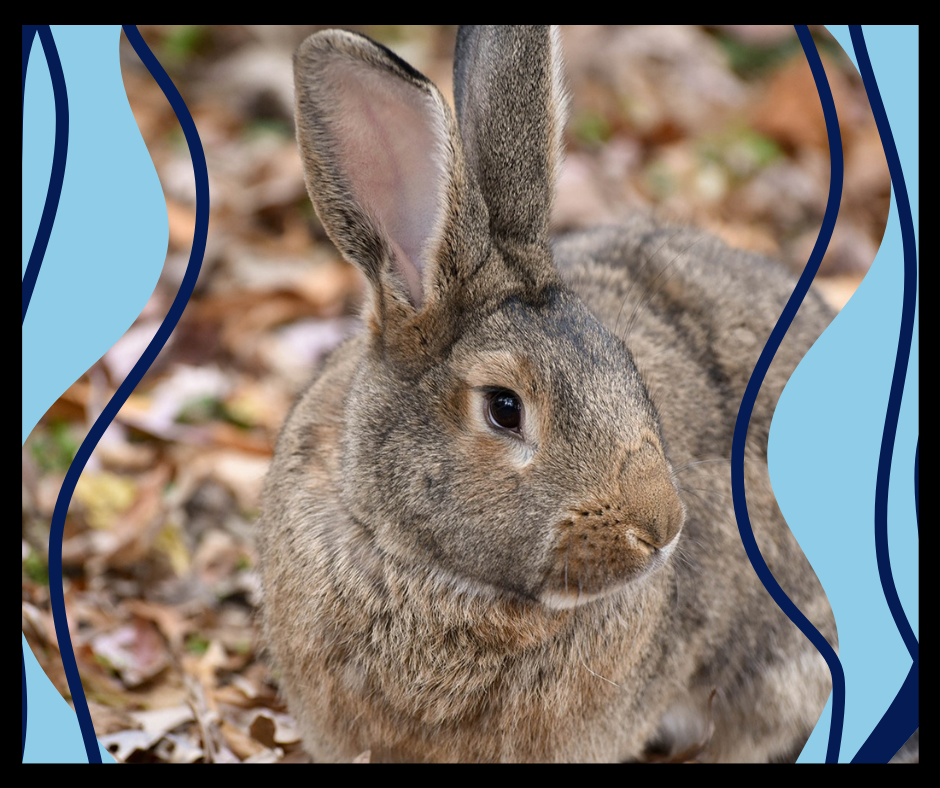 Flemish Giant Rabbit Lifespan