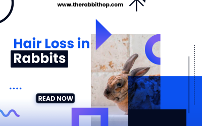 Hair Loss in Rabbits: Causes and Solutions
