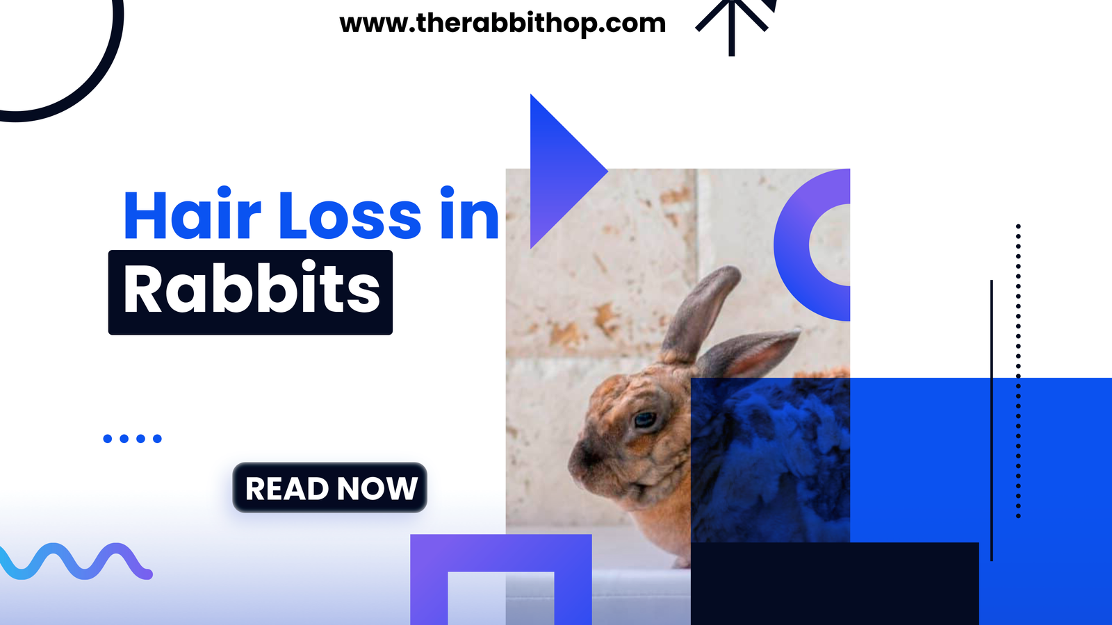 Hair Loss in Rabbits Causes and Solutions The Rabbit Hop