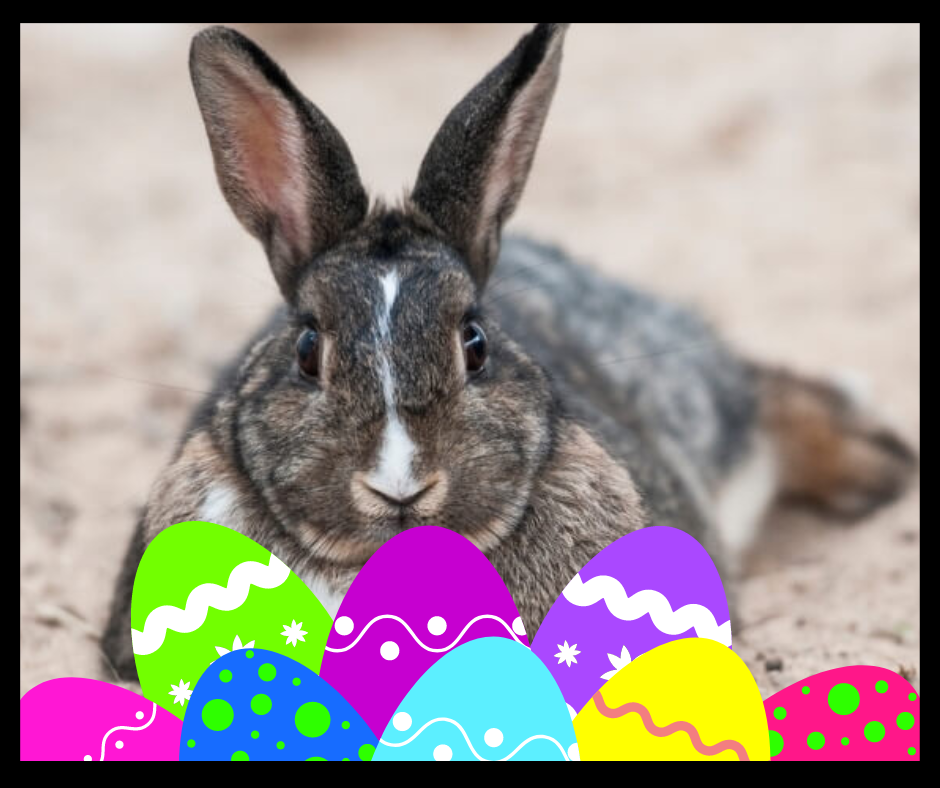 Health Management for Aging Bunnies, senior rabbits
