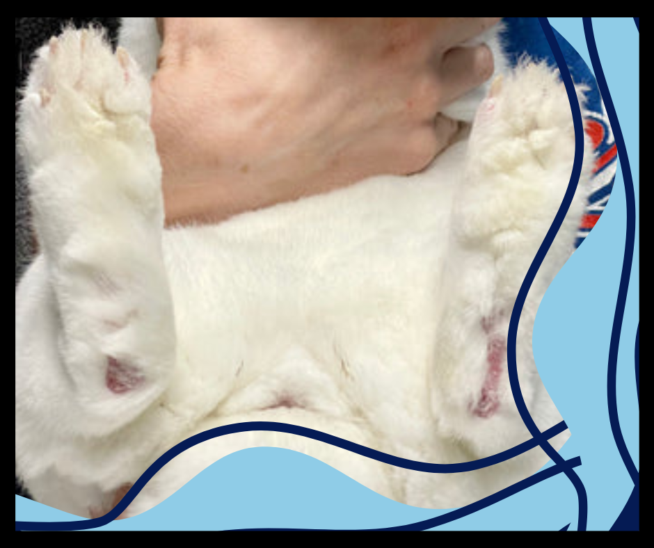 Long-Term Management of Hock Health