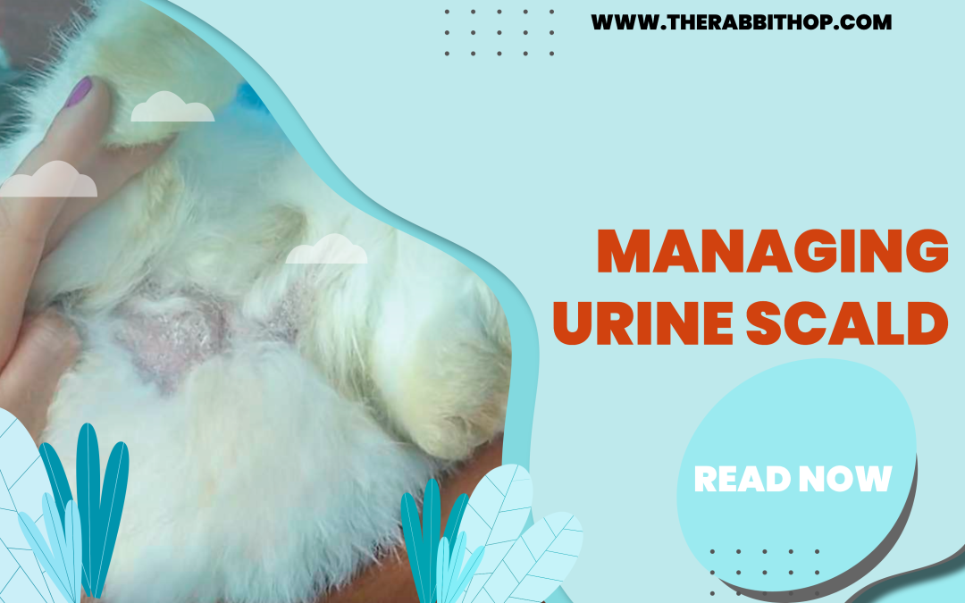 Managing Urine Scald in Rabbits: Effective Care Strategies