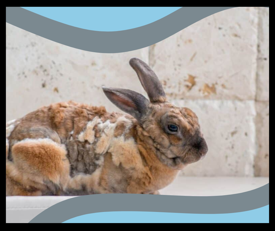 Preventative Measures to Protect Your Rabbit's Coat