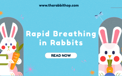 Rapid Breathing in Rabbits: Why Is My Bunny Breathing Fast?