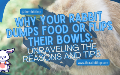 Why Your Rabbit Dumps Food or Flips Their Bowls: Unraveling the Reasons and Tips