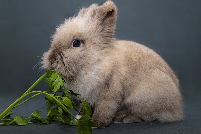 greens rabbits can eat