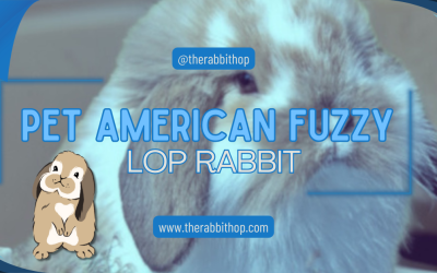 Pet American Fuzzy Lop Rabbit