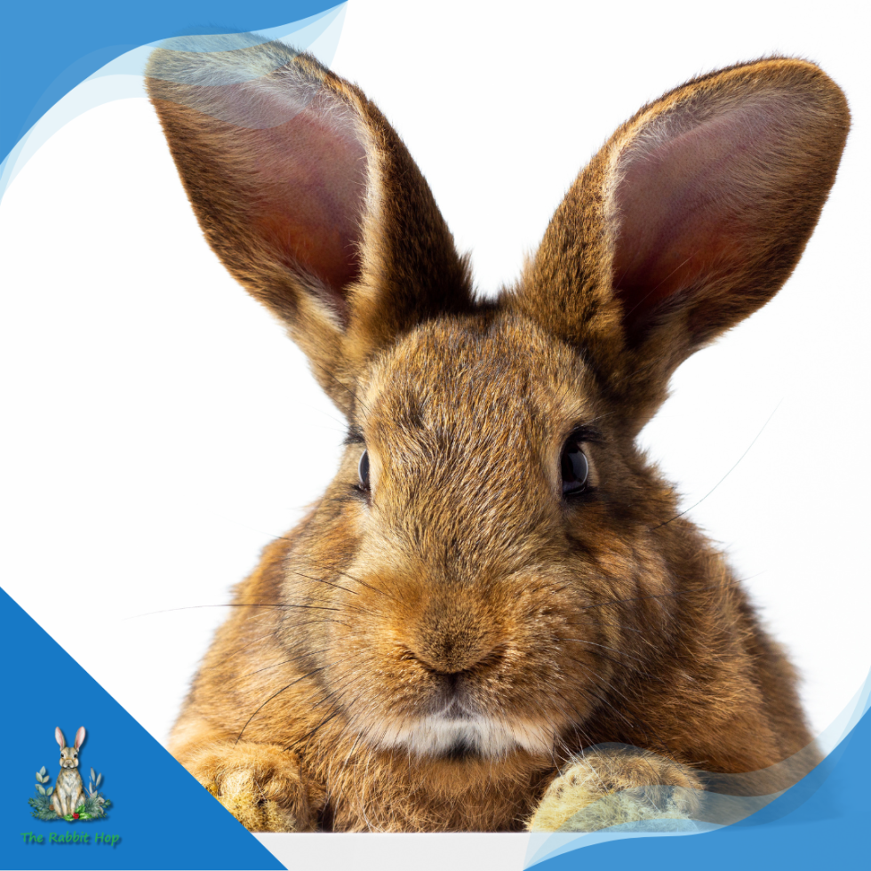 Rabbit Ear Care: Essential Tips for Healthy Ears - The Rabbit Hop
