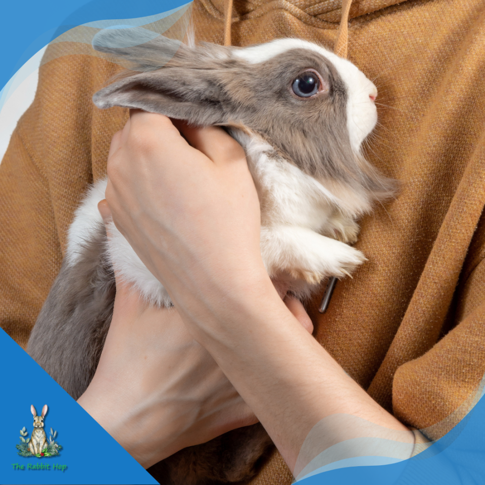 Rabbit Ear Care: Essential Tips for Healthy Ears - The Rabbit Hop