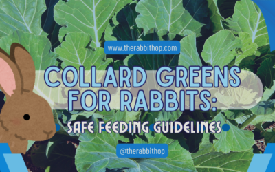 Collard Greens for Rabbits: Safe Feeding Guidelines