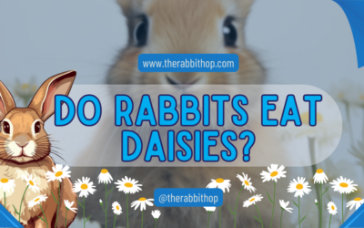 Do Rabbits Eat Daisies?
