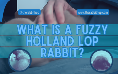 What is a Fuzzy Holland Lop Rabbit?