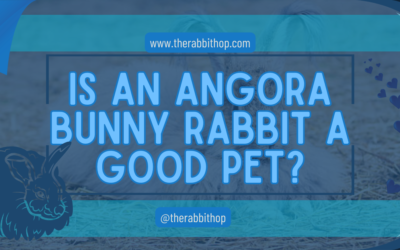 Is an Angora Bunny Rabbit a Good Pet?