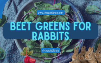 Beet Greens for Rabbits