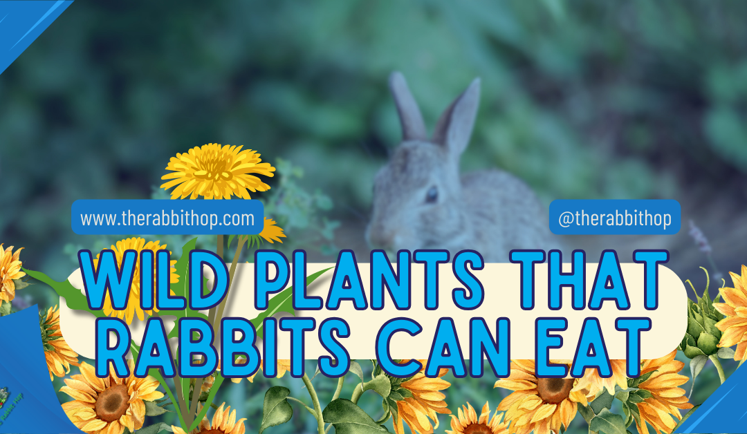 Wild Plants That Rabbits Can Eat